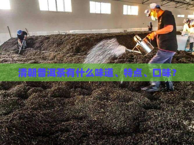 清朝普洱茶有什么味道