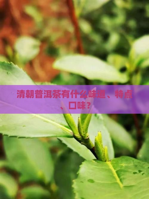 清朝普洱茶有什么味道