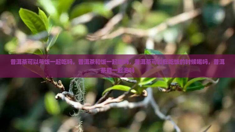 普洱茶可以与饭一起吃吗