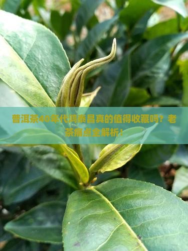 普洱茶40年代鸿泰昌
