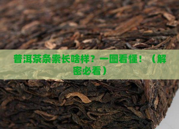 普洱茶条索的特写