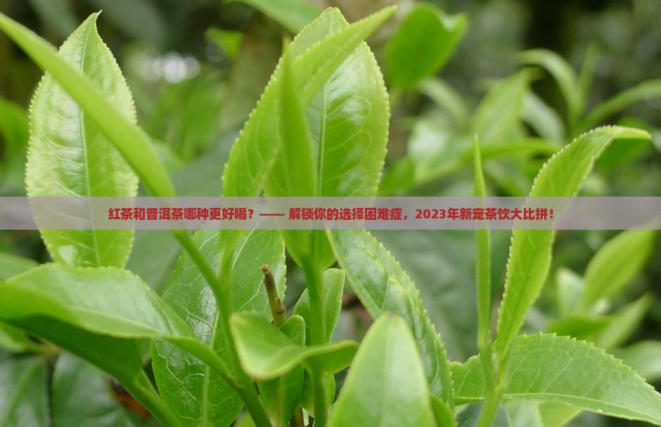 红茶和普洱茶哪种更好喝
