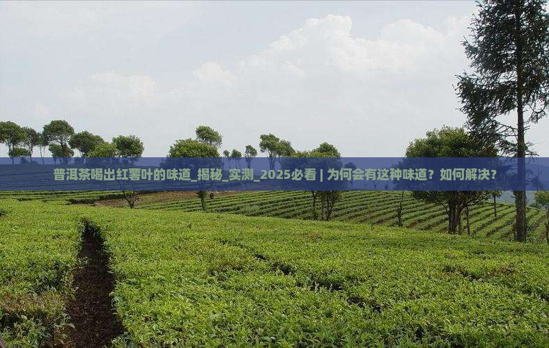 普洱茶喝出红薯叶的味道 普洱茶喝出红薯叶的味道