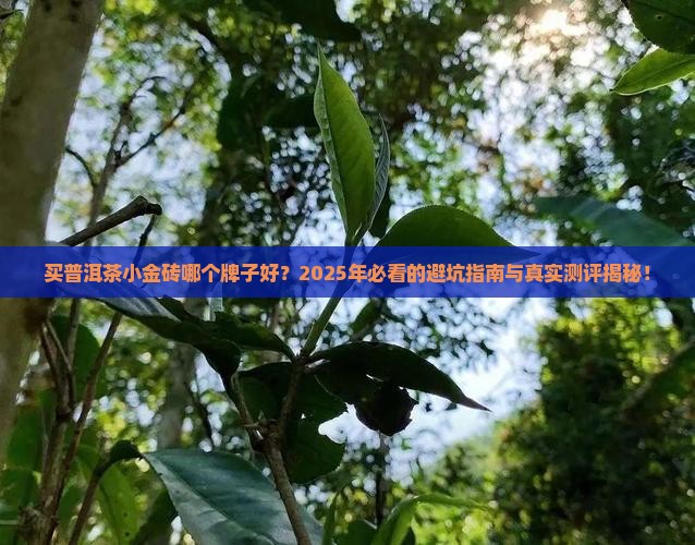 买普洱茶小金砖哪个牌子好