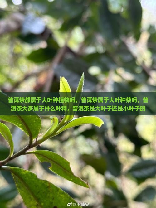 普洱茶都属于大叶种植物吗