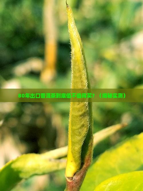 80年出口普洱茶