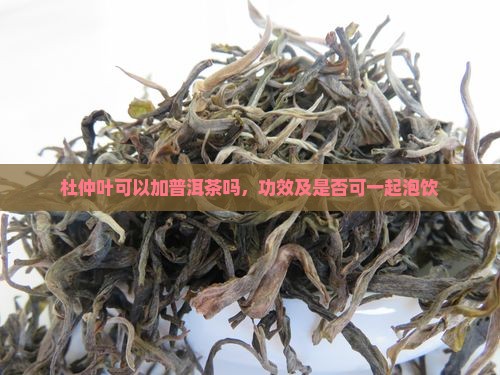 杜仲叶可以加普洱茶吗