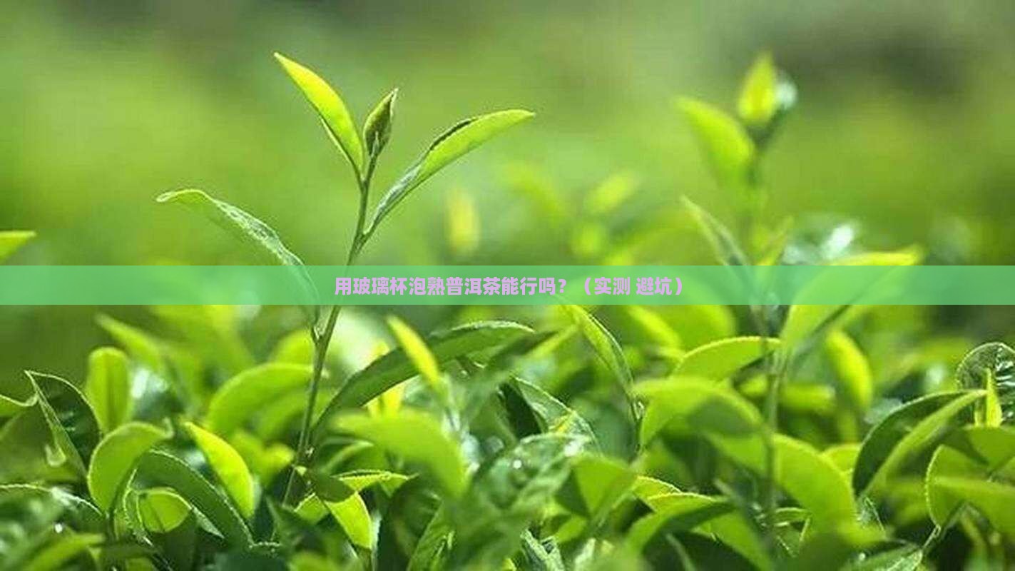 泡熟普洱茶用玻璃杯可以吗