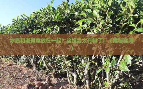 冰岛和老班章放在一起