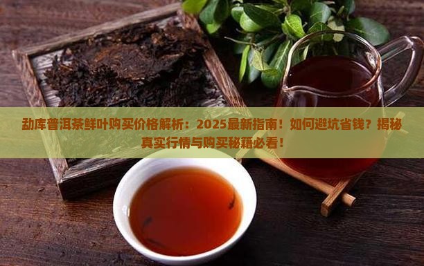 勐库普洱茶鲜叶购买购价格