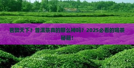 茗醉天下普洱茶