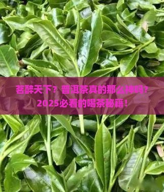 茗醉天下普洱茶