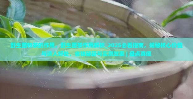 野生菌物茶的作用