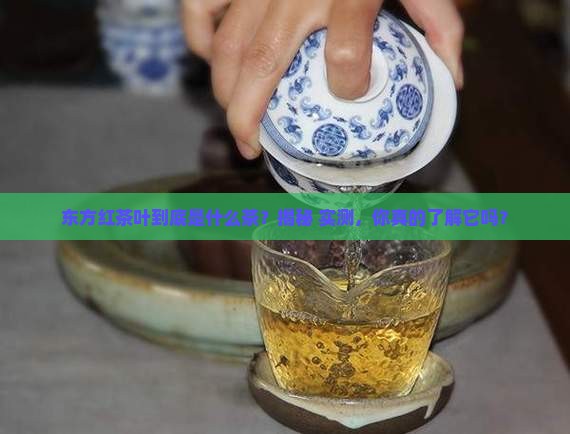 东方红茶叶属于什么茶