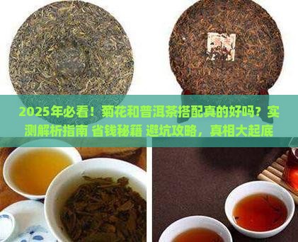 菊花能不能和普洱茶