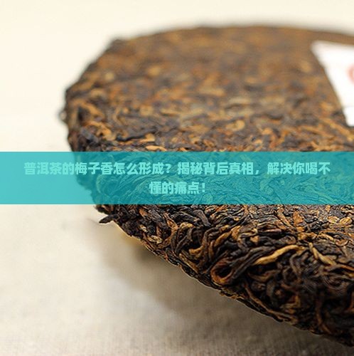 普洱茶的梅子香怎么形成
