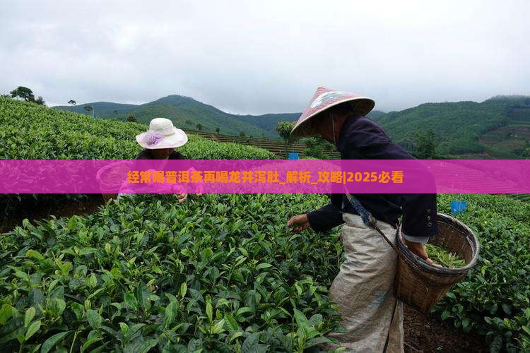 经常喝普洱茶再喝龙井泻肚