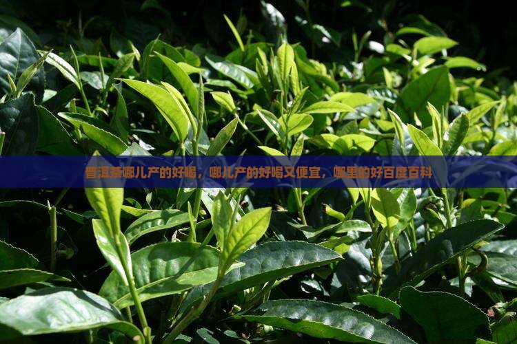 普洱茶哪儿产的好喝