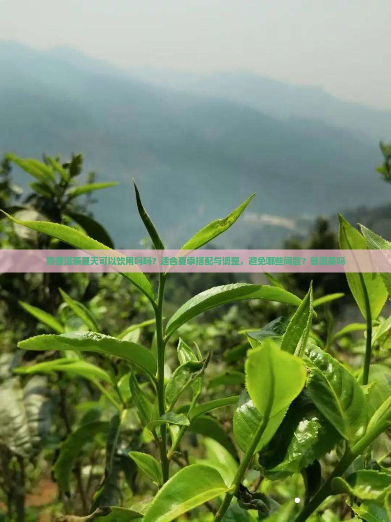 熟普洱茶能夏天喝吗吗