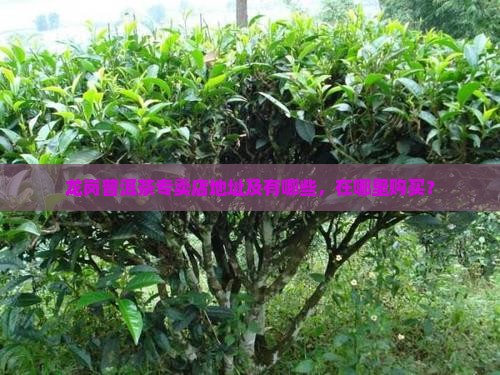 龙岗普洱茶专卖