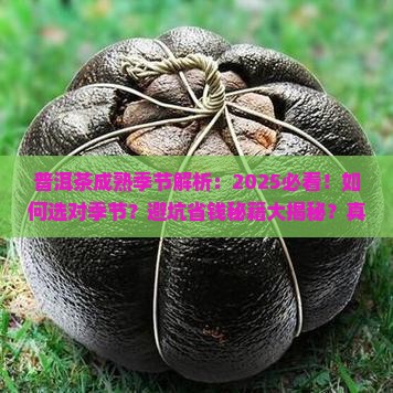 普洱茶成熟季节