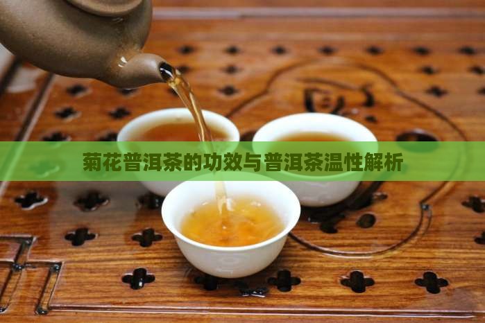 菊花普洱茶温性吗