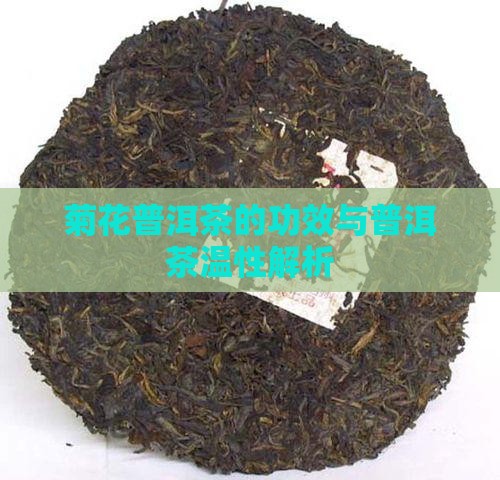 菊花普洱茶温性吗