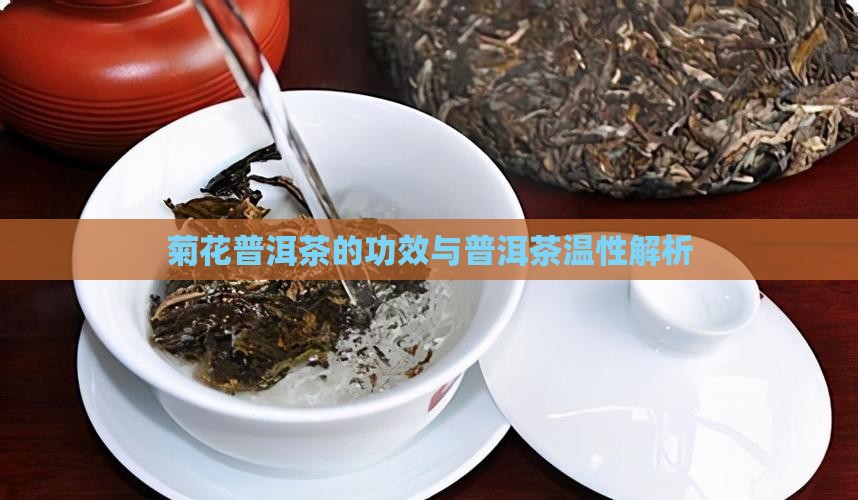菊花普洱茶温性吗