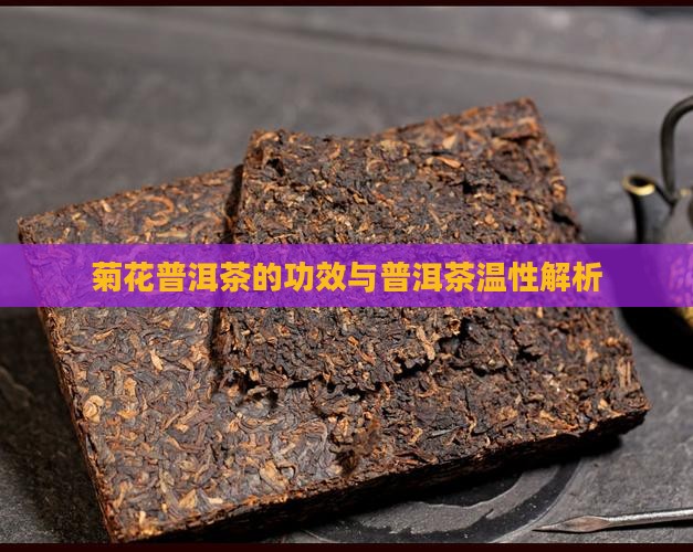 菊花普洱茶温性吗