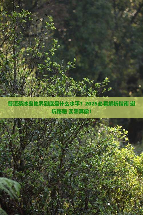 普洱茶冰岛地界是什么水平