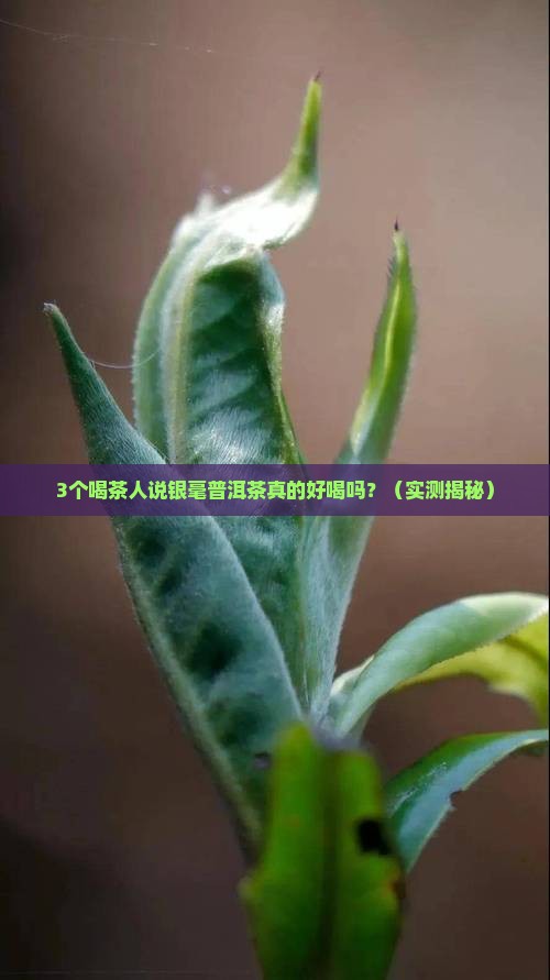 银毫普洱茶怎么样