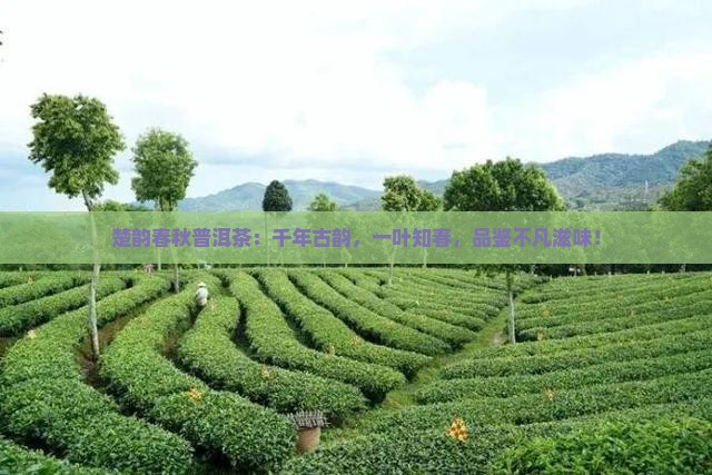 楚韵春秋普洱茶