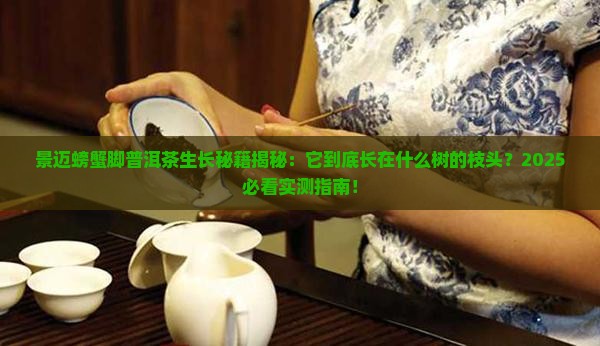 景迈螃蟹脚普洱茶长在什么树上