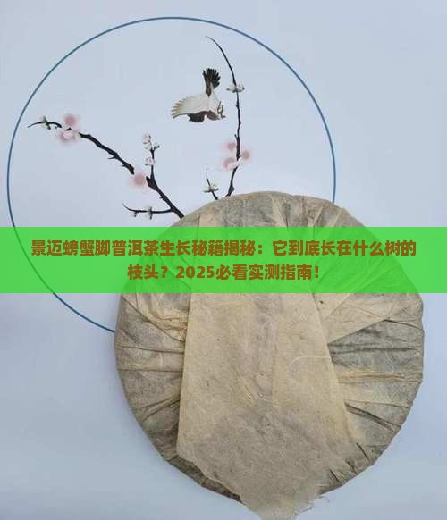 景迈螃蟹脚普洱茶长在什么树上