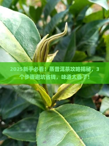 蒸普洱茶正确方法