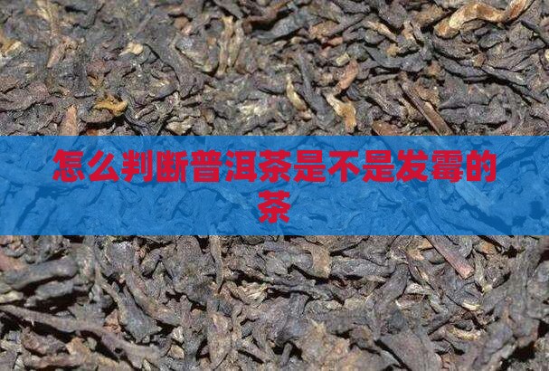 怎么判断普洱茶是不是发霉的茶