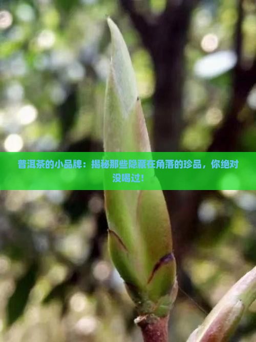 普洱茶的小品牌