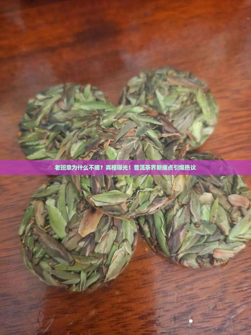 老班章为什么不摘