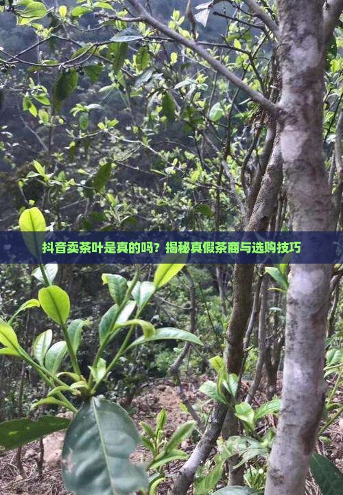 抖音卖茶叶是真的吗