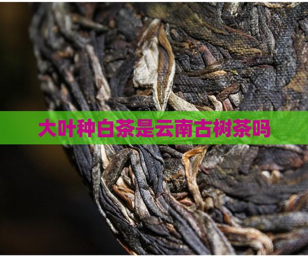 大叶种白茶是古树茶吗