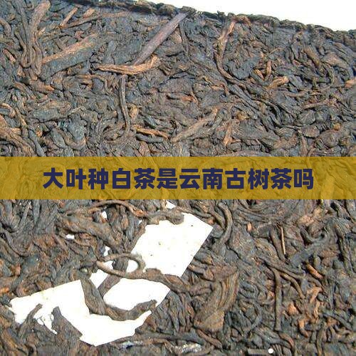 大叶种白茶是古树茶吗