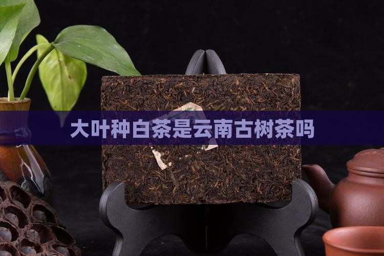 大叶种白茶是古树茶吗
