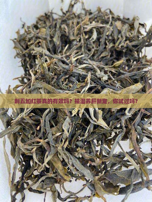 刺五加红茶功效作用