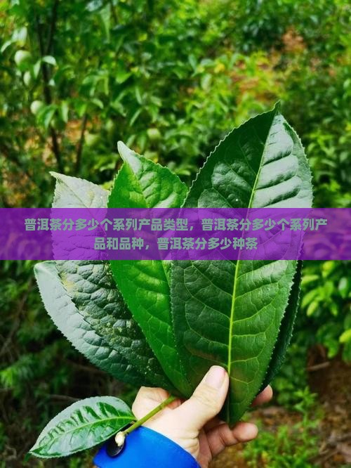 普洱茶分多少个系列产品