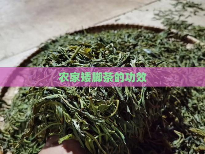 农家矮脚茶的功效