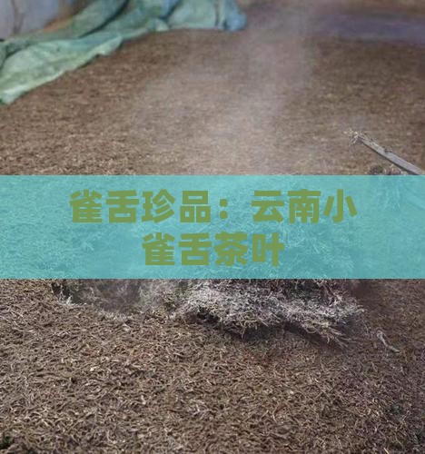 云南小雀舌茶叶