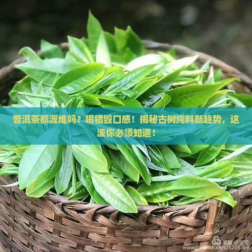 普洱茶都渥堆吗为什么
