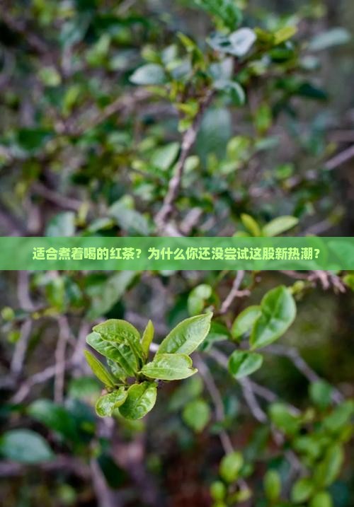 适合煮着喝的红茶