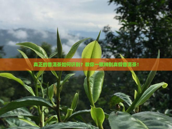 真正的普洱茶如何识别