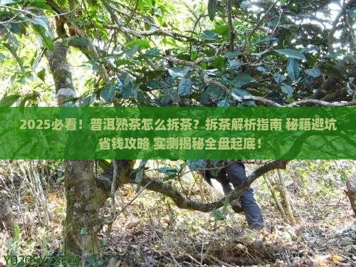 普洱熟茶怎么拆茶